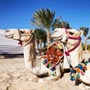 Camels relaxing in Hurghada