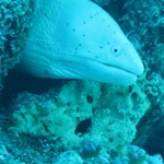 Daily Diving in Hurghada