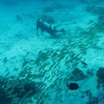 Daily Diving in Hurghada