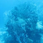 Daily Diving in Hurghada