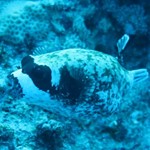 Daily Diving in Hurghada