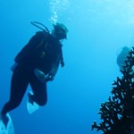 Daily Diving in Hurghada