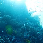 Daily Diving in Hurghada