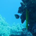 Daily Diving in Hurghada