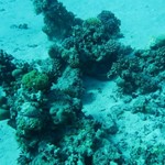 Daily Diving in Hurghada