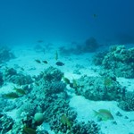 Daily Diving in Hurghada