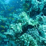 Daily Diving in Hurghada