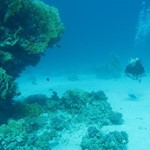 Daily Diving in Hurghada