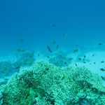 Daily Diving in Hurghada