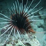 Daily Diving in Hurghada