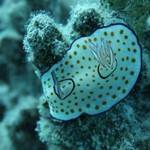 Daily Diving in Hurghada