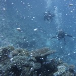 Daily Diving in Hurghada