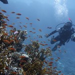 Daily Diving in Hurghada