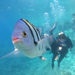 Daily Diving in Hurghada