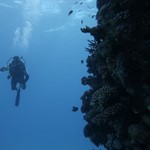 Daily Diving in Hurghada