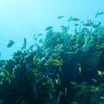 Daily Diving in Hurghada