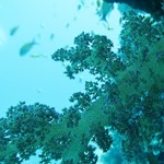 Daily Diving in Hurghada