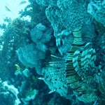 Daily Diving in Hurghada