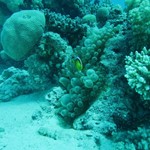 Daily Diving in Hurghada