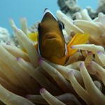 Daily Diving in Hurghada