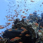 Daily Diving in Hurghada