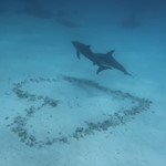 Daily Diving in Hurghada