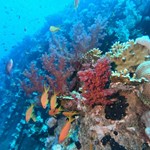 Daily Diving in Hurghada