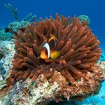 Daily Diving in Hurghada