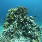 Daily Diving in Hurghada