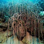 Daily Diving in Hurghada