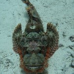 Daily Diving in Hurghada