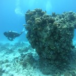 Daily Diving in Hurghada