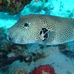 Daily Diving in Hurghada