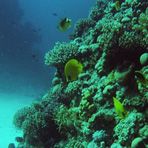 Daily Diving in Hurghada