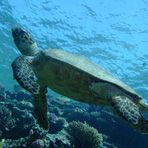 Daily Diving in Hurghada