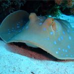 Daily Diving in Hurghada