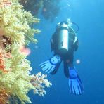 Daily Diving in Hurghada