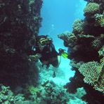 Daily Diving in Hurghada