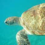 Daily Diving in Hurghada