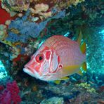 Daily Diving in Hurghada