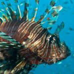 Daily Diving in Hurghada