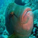 Daily Diving in Hurghada