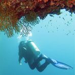 Daily Diving in Hurghada