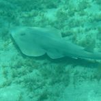 Daily Diving in Hurghada