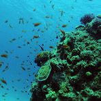 Daily Diving in Hurghada