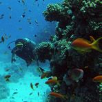 Daily Diving in Hurghada