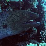 Daily Diving in Hurghada