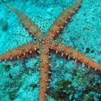 Daily Diving in Hurghada